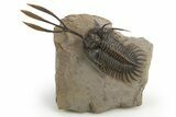 Trident Walliserops Trilobite - Exceptional Preparation #310510-1